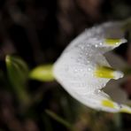 Spring snowflake - Version 1 with aperture 3.2