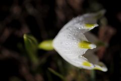 Spring snowflake - Version 1 with aperture 3.2