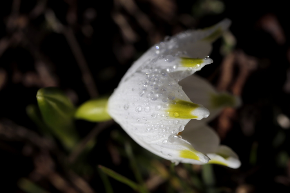 Spring snowflake - Version 1 with aperture 5.6