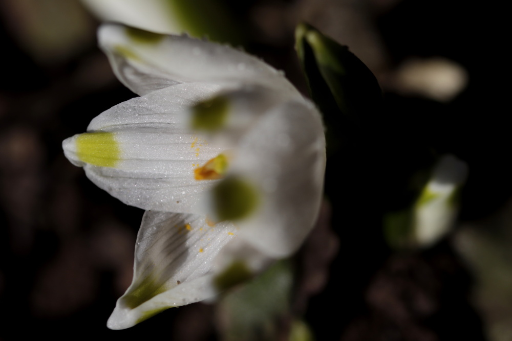 Spring snowflake - Version 2 with aperture 3.2