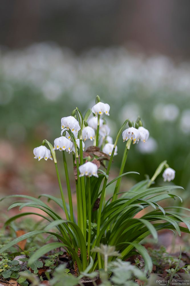 spring snowflakes