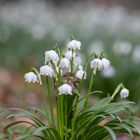 spring snowflakes