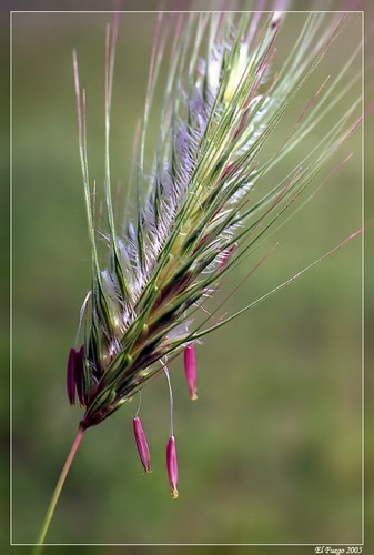 Spring spike