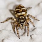 Spring Spinne