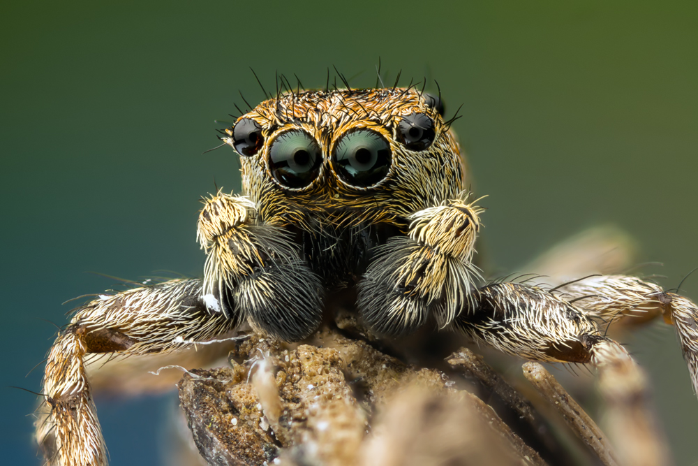 Spring Spinne Foto & Bild tiere, tierdetails, makro Bilder auf