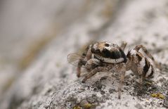 Spring-Spinne