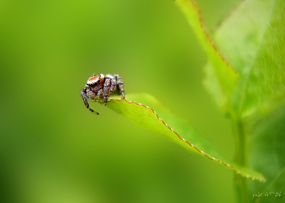 spring Spinne... ;o)