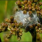 Spring-Spinnen- Nest  ?