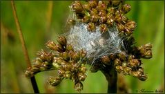 Spring-Spinnen- Nest  ?