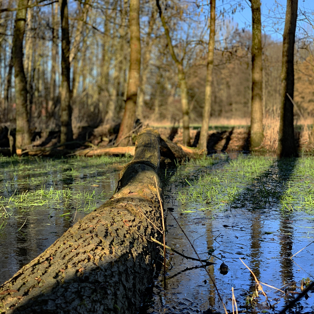 Spring start at the bog puddle