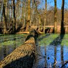 Spring start at the bog puddle