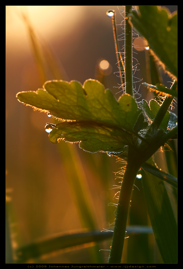 Spring Sunrise