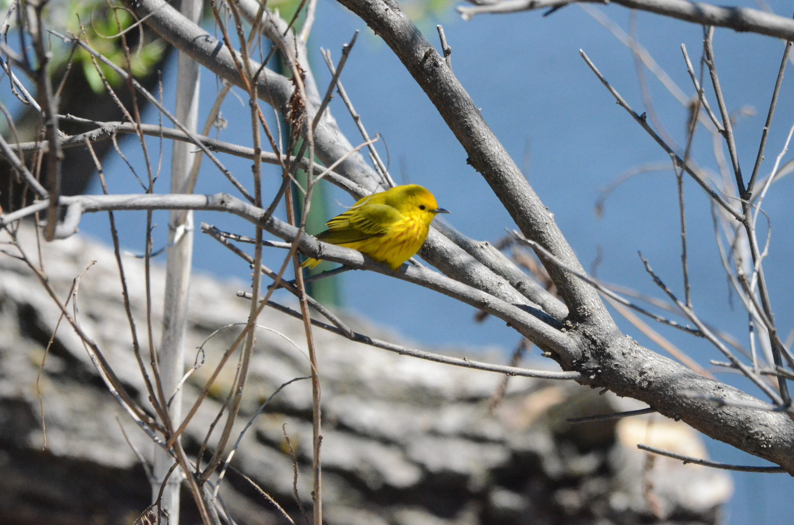 Spring Sunshine Bird :)