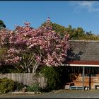 Spring-Tasmania