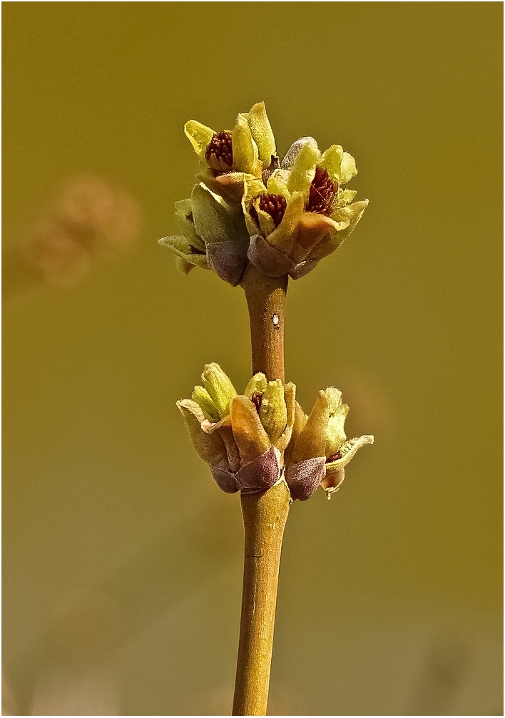 spring, the awakening of life