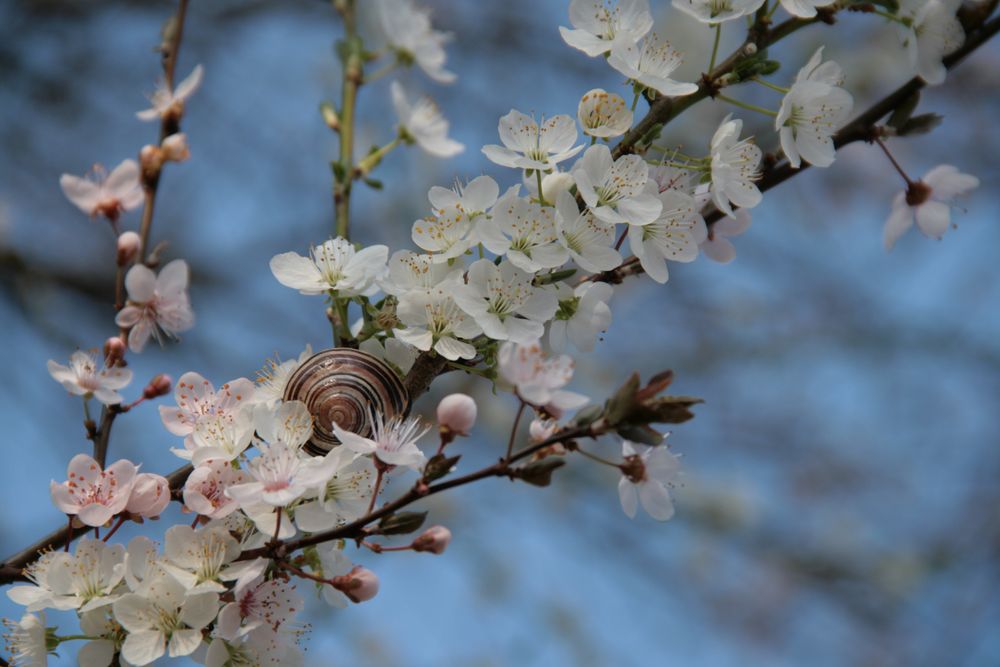 Spring time von JaneB 