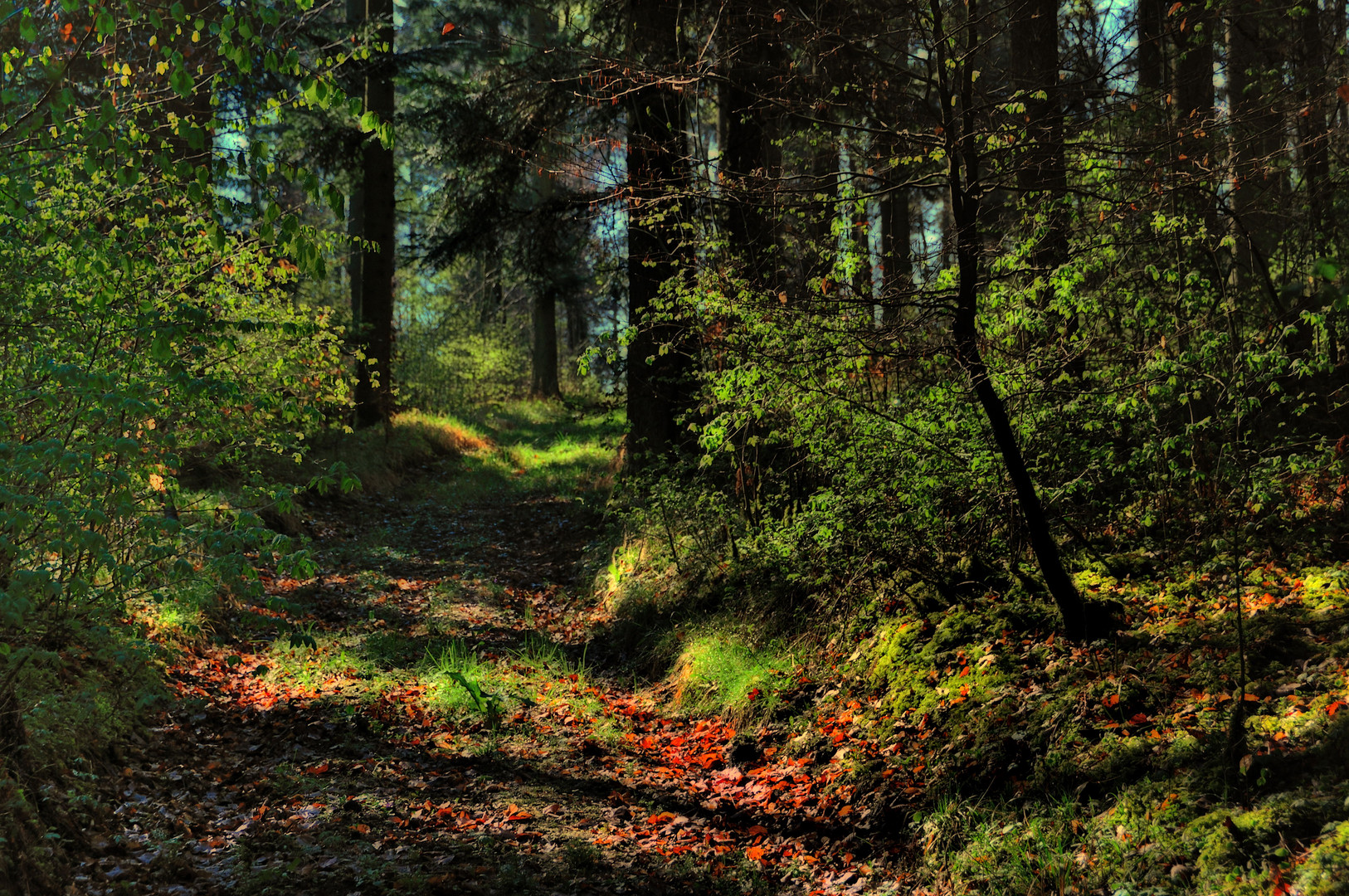 spring time forest