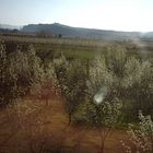 Spring time in Calatayud