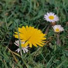 spring time in New Forest