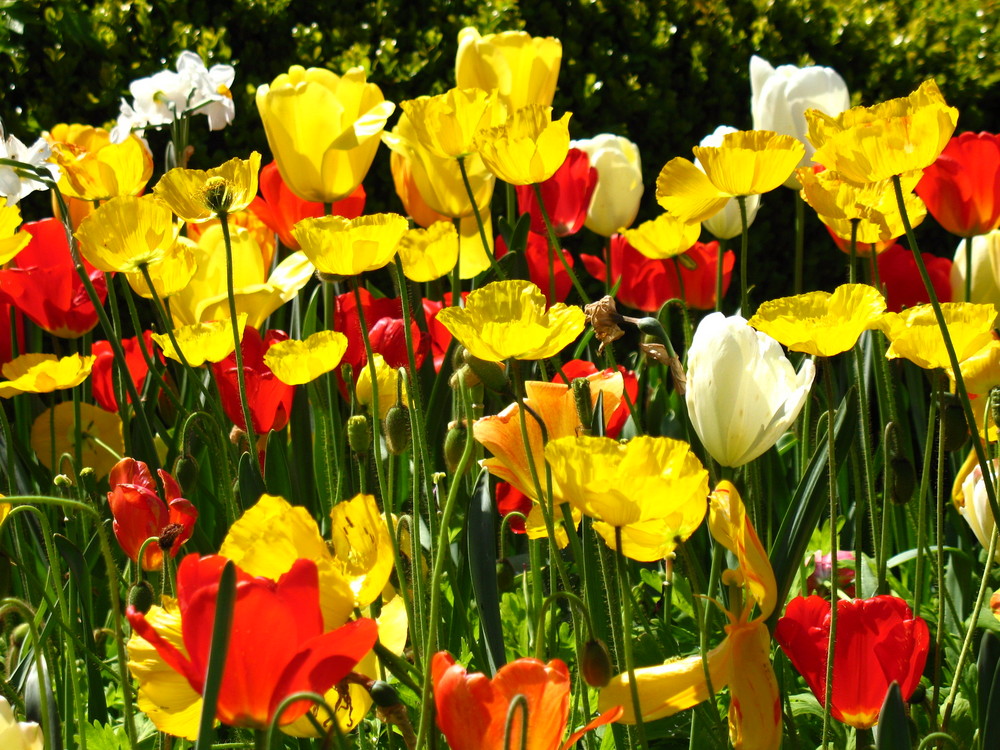 spring time in San Francisco