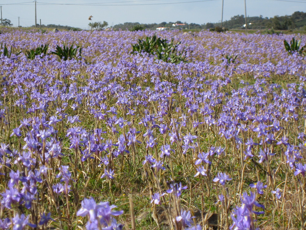 Spring Time in the Alentejo