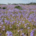 Spring Time in the Alentejo