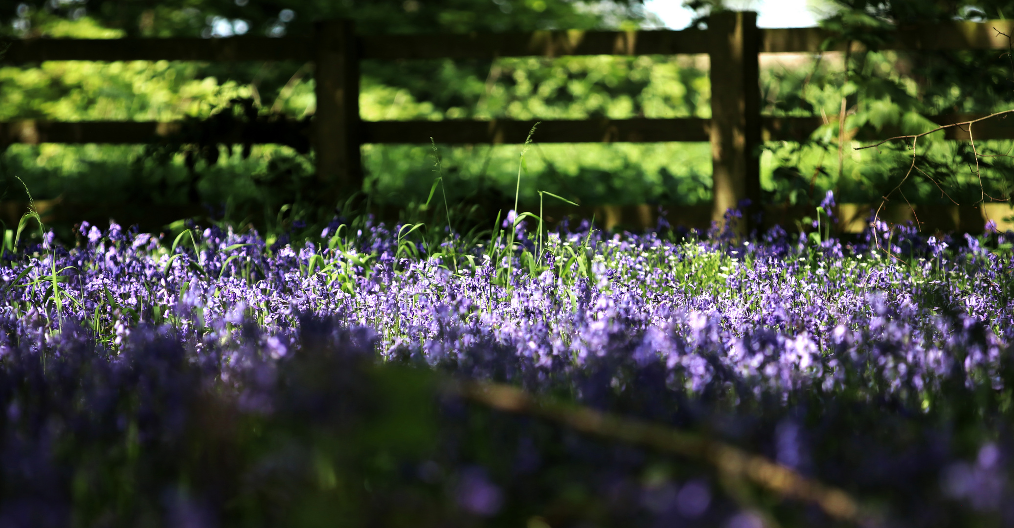 ...Spring time in Yorkshire...