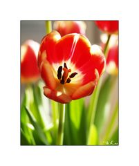 spring time - Tulpia