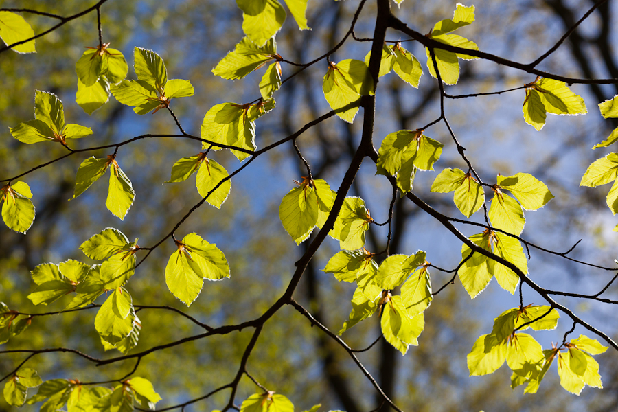 Spring Tree