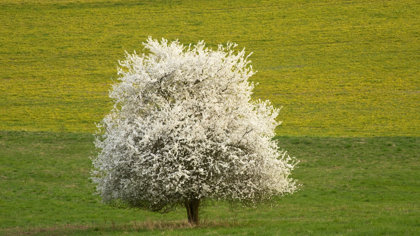 Spring tree