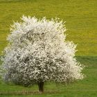 Spring tree