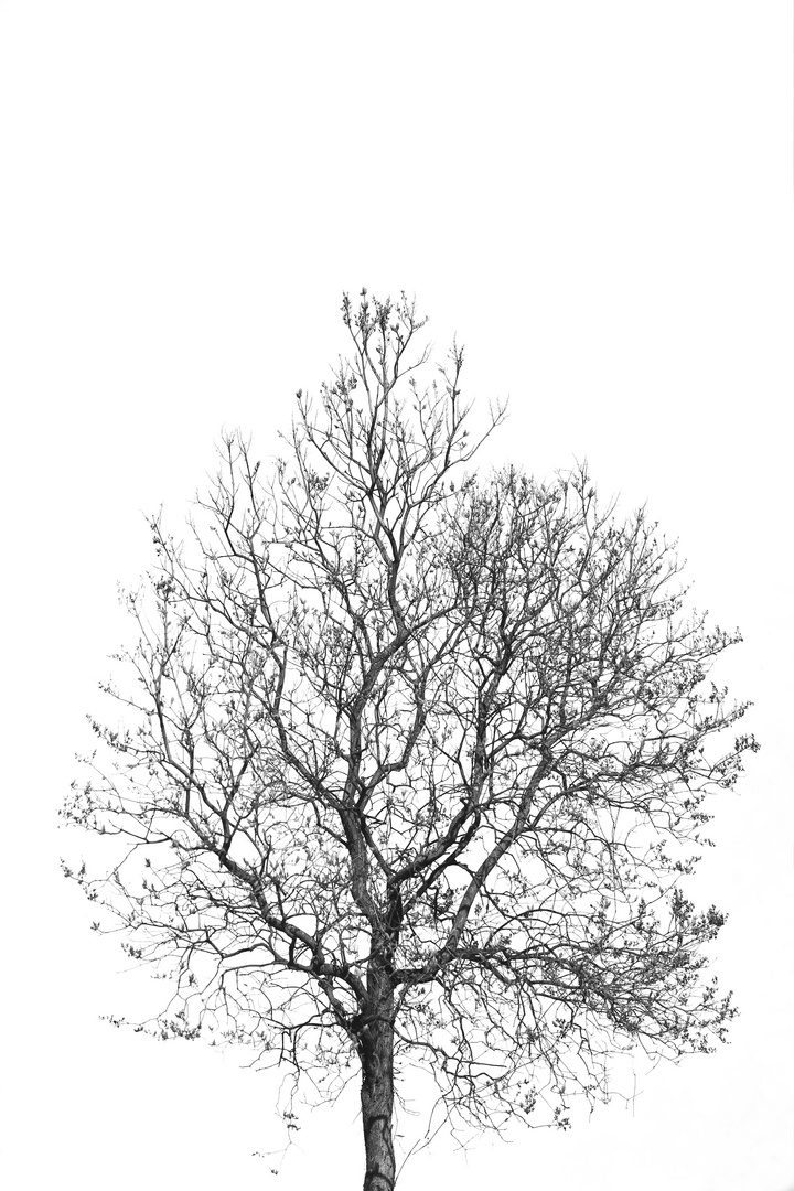 Spring Tree (b/w)