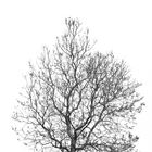 Spring Tree (b/w)