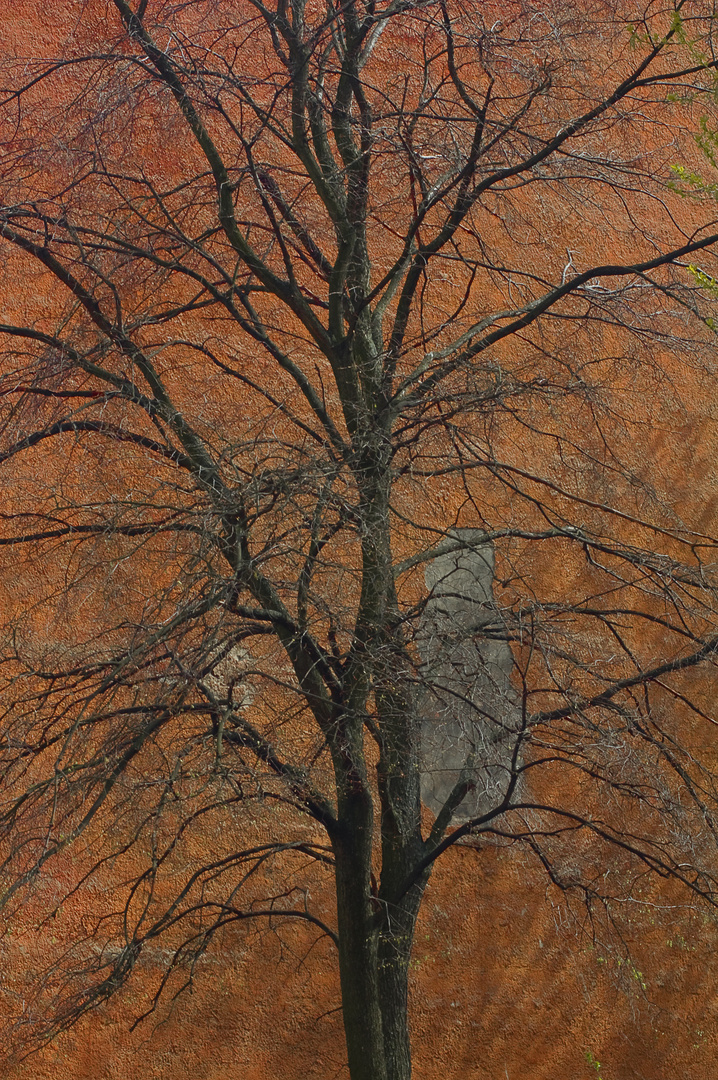 Spring tree.Kolomna.