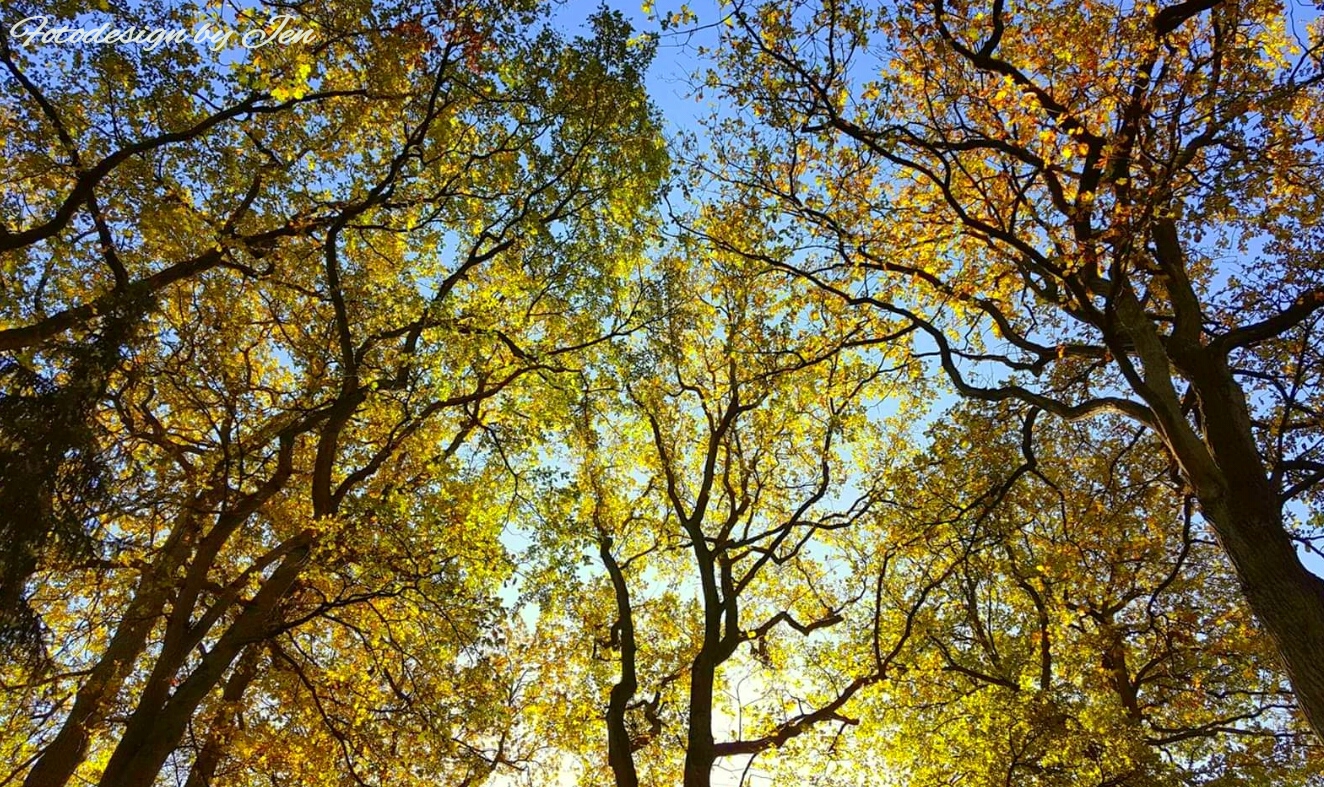 spring trees