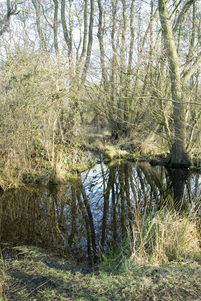 Spring Trees By Water