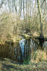 Spring Trees By Water