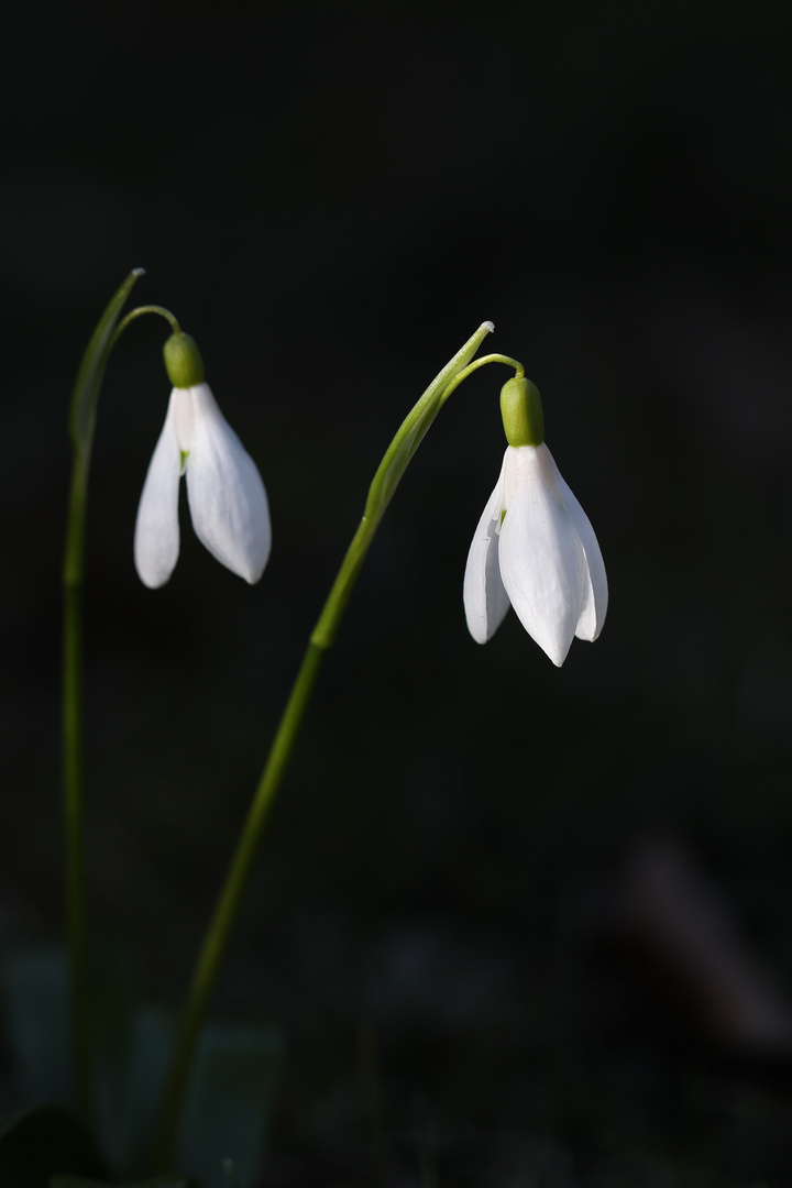 Spring - Two Snowdrops