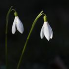Spring - Two Snowdrops