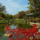 Spring visit to a Japanese garden (1)