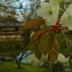 Spring visit to a Japanese garden (2)