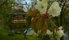 Spring visit to a Japanese garden (2)