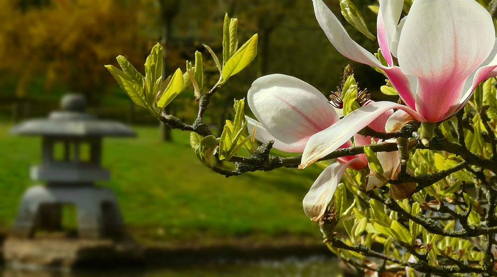 Spring visit to a Japanese garden (3)