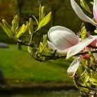 Spring visit to a Japanese garden (3)