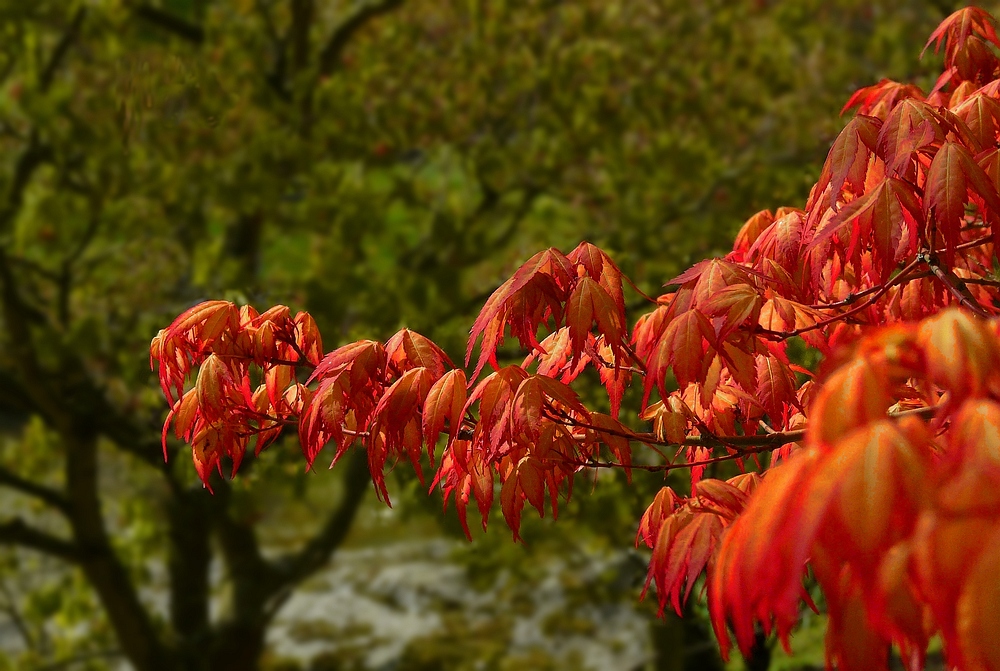 Spring visit to a Japanese garden (4)