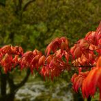 Spring visit to a Japanese garden (4)