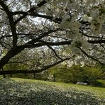 Spring visit to a Japanese garden (7)