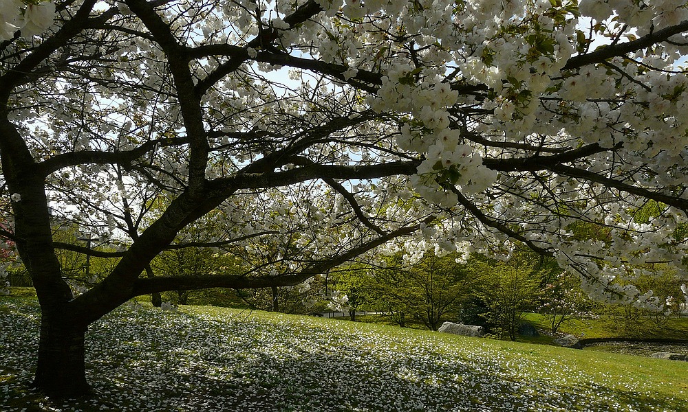 Spring visit to a Japanese garden (7)