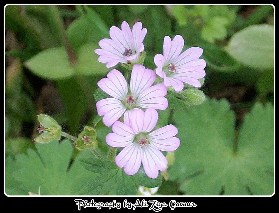 Spring Wild Flowers Pink Hello