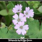 Spring Wild Flowers Pink Hello